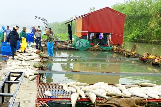 [Audio] Rò điện làm chết hơn 20 tấn cá trắm trắng